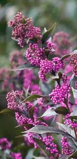 Blooms measure 4 to 5 inches and their fragrance guarantees a memorable scent! 42 Purple Plants Ideas In 2021 Purple Plants Plants Flower Garden