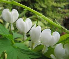 The Dicentra Spectabilis Alba Cultivar Easy Plants To Grow Easy Plants Rabbit Resistant Plants