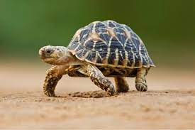 Keeping baby star tortoise is easy so long as you maintain the correct parameters. Indian Star Tortoise Facts Critterfacts