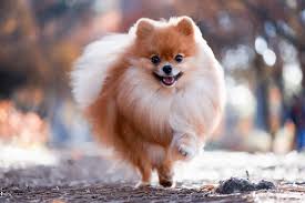 The pomeranian is a tiny breed that's hard to miss, whether that's due to their unmistakable fluffy coat or their talkative personalities. About The Breed Pomeranian Highland Canine Professional Dog Training Solutions