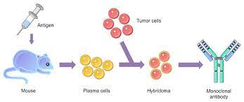 Monoclonal antibodies (mabs) are a critical component of new therapies that target immune responses and are being used to treat cancer an immortal b cell line (a myeloma). Monoclonal Antibodies Bioninja