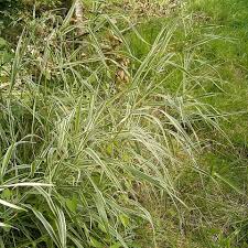 Maybe you would like to learn more about one of these? Reed Canarygrass Phalaris Arundinacea Weedwise Program