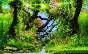 Aquascaping is a bit different. The Ultimate Beginner S Guide To Aquascaping Your Aquarium