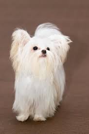 I am a feisty little pup with lots of energy and lots of love to give. Elegant Tiny Paws Mi Ki Breeder In Port Saint Lucie Florida
