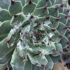 Mealybugs, such as these obscure mealybugs, are usually found in groups feeding in protected many woody ornamental plants and some herbaceous perennials can be infested including cactus many natural enemies feed on and kill mealybugs on fruit trees and woody ornamental plants in the. How To Treat Mealybugs On Succulents Fast Successful Fix