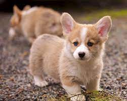 American Kennel Club The Dog S Champion Welsh Corgi Puppies Baby Animals Pets