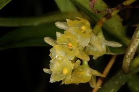 Image result for Diaphananthe