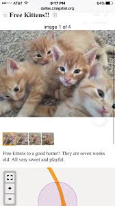 If you're too young to even do that you have to realize you are simply likely to find a dog when you're older and. Kittens Craigslist Near Me Off 62 Www Usushimd Com
