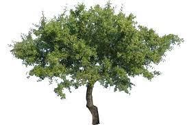 Tree 2 Png With Transparency Garden Illustration Trees To Plant Plant Images