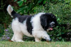 Below is a sample search of our newfoundland breeders with puppies for sale. White Newfoundland The Gentle Giant Newfoundland Breeders And Information