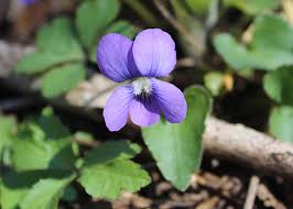 Climate change is affecting when, how violets reproduce - The Source - WashU