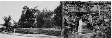 Image result for Microcharis asparagoides