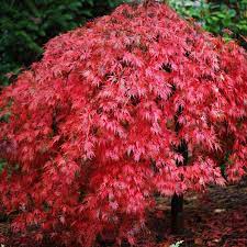 We did not find results for: Know Your Maples