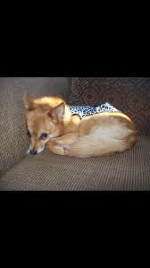 Check spelling or type a new query. 7 Shiba Inu Mixed Breeds Cute Shiba Mixes You Can T Deny