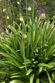 Image result for Agapanthus codii