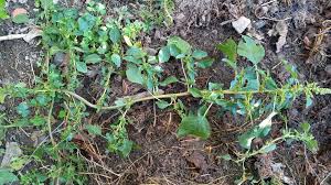 Image result for Amaranthus blitum