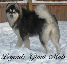 Giant alaskan malamute puppies for sale colorado. Giant M Loot Alaskan Malamute Puppies Akc For Sale In Rochester New York Classified Americanlisted Com