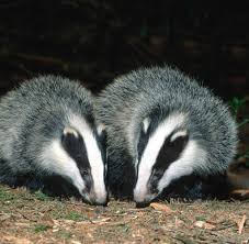 Pin Von Rose Animals Auf Barsuk Dachse Dach