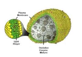 In eukaryotic cells, organelles play a major part in function and maintenance. Talk2bio Peroxisomes Oxidation Centre Cell Biology Animal Cell Structure Animal Cell