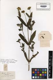 Image result for Guizotia scabra