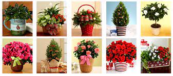 See more ideas about christmas plants gifts, christmas plants, plant gifts. Pin On Gifts