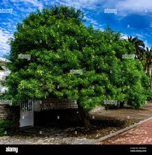 Image result for Cascabela thevetia