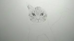 We show you exactly how to draw with easy steps on video or images lesson. Potret Kucing Macan Freehand Drawing Youtube