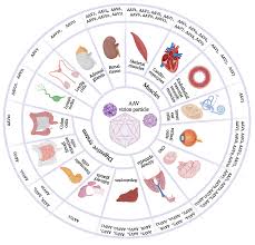 Image result for Black 1996 AAV