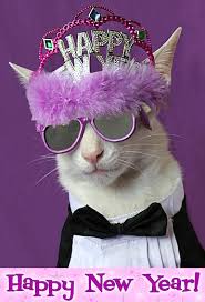 Skyhdwallpapers Com Happy New Year Funny Crazy Cats Cat Pics
