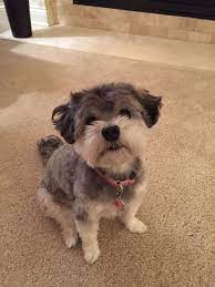 What A Cutie With Short Hair I D Do It Like This I Think Puppies Pets Havanese Puppies