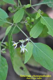 Image result for Solanum chenopodioides