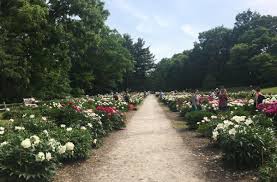 Maybe you would like to learn more about one of these? Ann Arbor S Peony Garden Is In Full Bloom With Two Thirds Of The Flowers Showing Their Colors Wemu