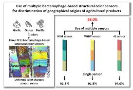 Image result for Hua gabonii