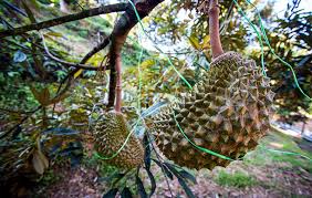 We did not find results for: Durian Malaysia Quality Durian Musang King D24 From Orchard To Table Durian Party Durianmalaysia Quality Durian Musang King D24 From Orchard To Table