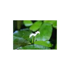 Image result for Aponogeton desertorum