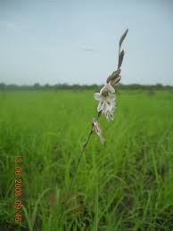 Image result for Gladiolus unguiculatus