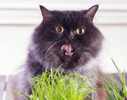 If there's no obvious explanation for your cat's vomiting, it's a good idea to reach out to your vet. Reasons Why Your Cat Is Vomiting Hill S Pet