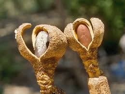 Image result for Hydnoraceae