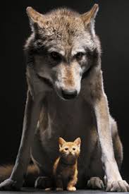 Wolf And Cat Iphone Wallpaper By Xploitme Via Flickr Cute Animals Funny Animal Quotes Funny Animal Pictures