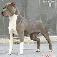 mascha from italy ukc american pitbull terrier bully dog pitbull terrier