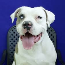 All of the dogs in foster live in homes and are available for adoption. American Bulldog Rescue Dogs For Adoption Near Killeen Texas Petcurious