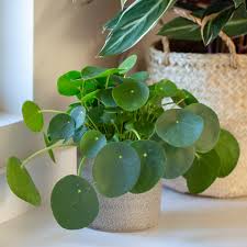 Chinese money plant is droopy. Chinese Money Plant How To Care For Pilea Peperomioides Houseplants