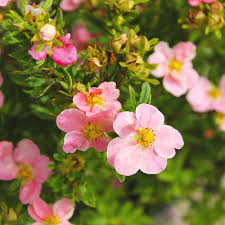 Use them in borders or mass plantings. Pink Potentilla Potentilla Pink Beauty Hedges Direct