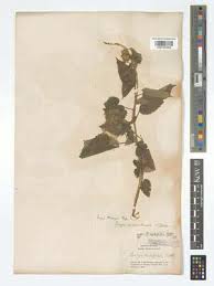 Image result for Tragia okanyua