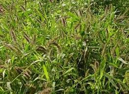 Image result for Setaria verticillata