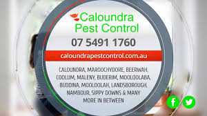 The epa recommends only using pesticides when there is an active infestation that. Pest Control Sunshine Coast Caloundra Pest Control 07 5491 1760