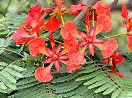 Maybe you would like to learn more about one of these? Amazon Com Royal Poinciana Seeds Patio Lawn Garden