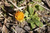 Image result for Polygala gazensis