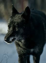 Tiefsinninge zitate gute zitate weisheiten zitate inspiration zitate inspirierende zitate und sprüche lebensweisheiten sprüche nachdenkliche. 87 Wolf Ideen Krieger Zitate Wolf Hunde Weisheiten