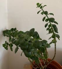 Amazon.Com : Kalanchoe Blossfeldiana 'Calandiva White' (4.5